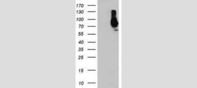 Western Blot: SAMHD1 Antibody (OTI3F5)Azide and BSA Free [NBP2-73979]