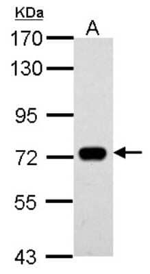 Western Blot: SAMHD1 Antibody [NBP1-31432]