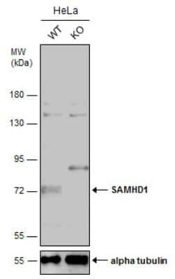 Knockout Validated: SAMHD1 Antibody [NBP1-31432]