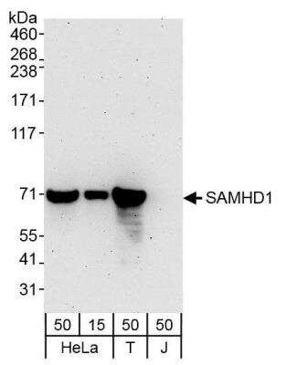 Western Blot: SAMHD1 Antibody [NBP2-12776]