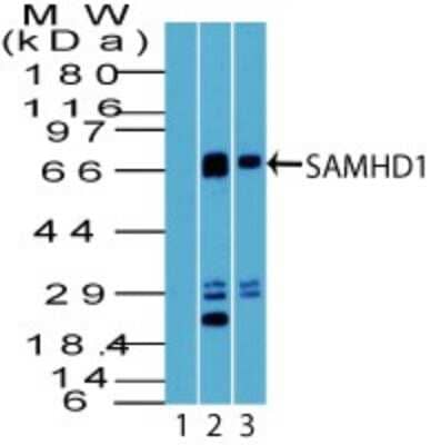 Western Blot: SAMHD1 Antibody [NBP2-27097]