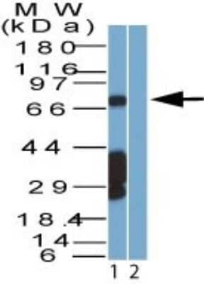 Western Blot: SAMHD1 Antibody [NBP2-27410]