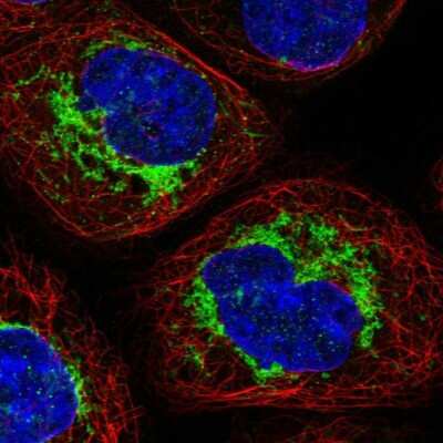 Immunocytochemistry/ Immunofluorescence: SAMM50 Antibody [NBP1-84509]