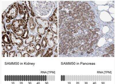 Immunohistochemistry-Paraffin: SAMM50 Antibody [NBP1-84509]