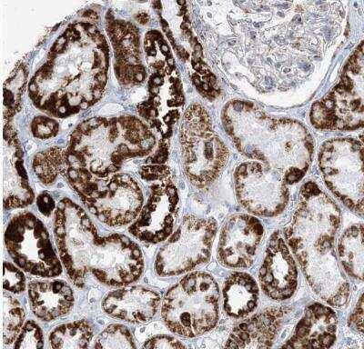 Immunohistochemistry-Paraffin: SAMM50 Antibody [NBP1-84509]