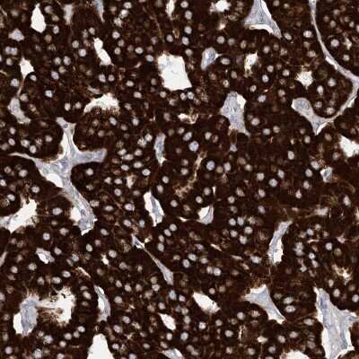 Immunohistochemistry-Paraffin: SAMM50 Antibody [NBP1-84509]