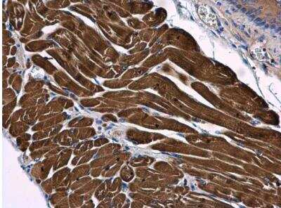 Immunohistochemistry-Paraffin: SAMM50 Antibody [NBP2-20257]