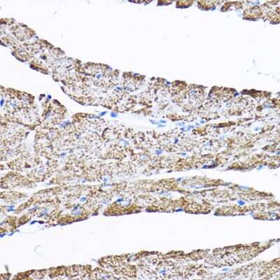 Immunohistochemistry-Paraffin: SAMM50 Antibody - BSA Free [NBP2-94852]