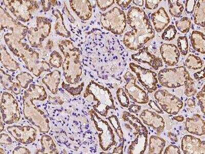 Immunohistochemistry-Paraffin: SAMM50 Antibody [NBP3-06283]