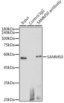 Immunoprecipitation: SAMM50 Antibody - BSA Free [NBP2-94852]