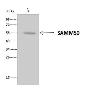 Immunoprecipitation: SAMM50 Antibody [NBP3-06283]