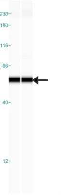 Simple Western: SAMM50 Antibody [NBP1-84509]