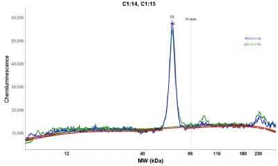 Simple Western: SAMM50 Antibody [NBP1-84509]
