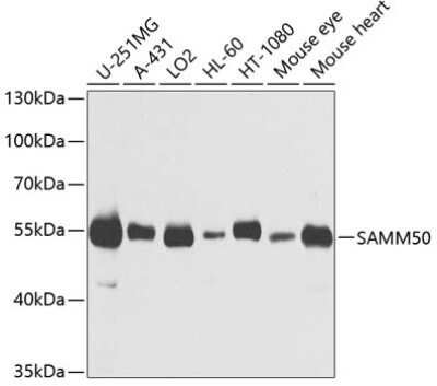 Western Blot: SAMM50 AntibodyBSA Free [NBP2-94852]