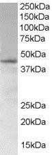 Western Blot: SAMSN1 Antibody [NB300-976]