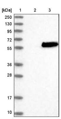 Western Blot: SAMSN1 Antibody [NBP1-82598]