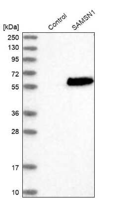 Western Blot: SAMSN1 Antibody [NBP1-82598]