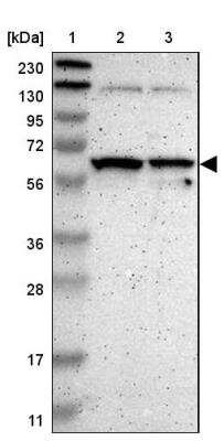 Western Blot: SAMSN1 Antibody [NBP1-82599]