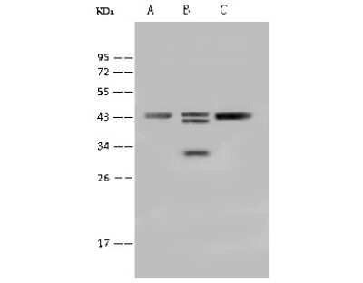 Western Blot: SAMSN1 Antibody [NBP2-99550]