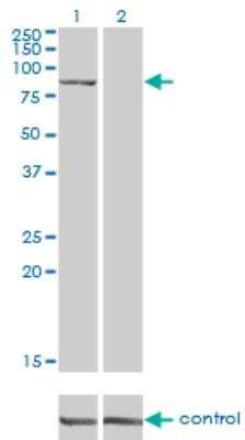 Western Blot: SAP102 Antibody (2B6) [H00001741-M03]