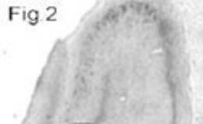 Immunohistochemistry-Frozen: SAP102 Antibody [NB100-2063]