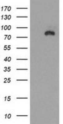 Western Blot: SAP102 Antibody (OTI3F2)Azide and BSA Free [NBP2-73985]