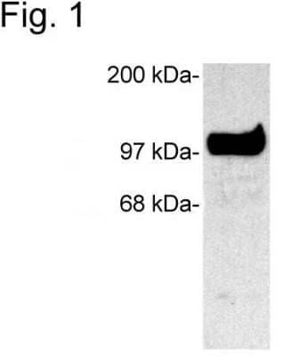 Western Blot: SAP102 Antibody [NB100-2063]