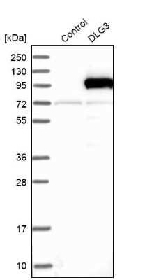 Western Blot: SAP102 Antibody [NBP1-87691]