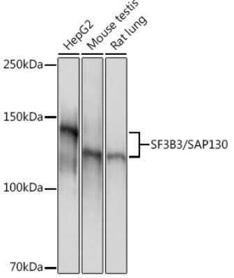 Western Blot: SAP130 Antibody (3K1X4) [NBP3-16842]