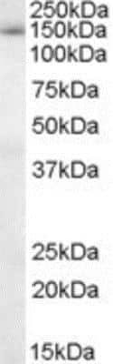 Western Blot: SAP130 Antibody [NB100-1077]