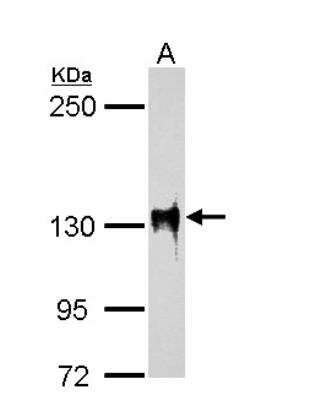 Western Blot: SAP130 Antibody [NBP1-31281]