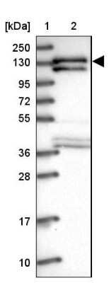 Western Blot: SAP130 Antibody [NBP1-92362]