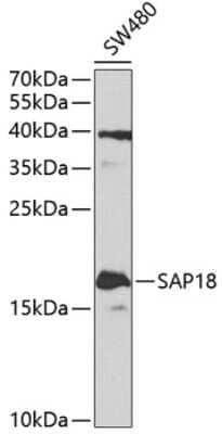 Western Blot: SAP18 AntibodyBSA Free [NBP2-94893]