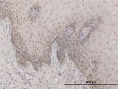 Immunohistochemistry-Paraffin: SAP30 Antibody (4D2) [H00008819-M02]