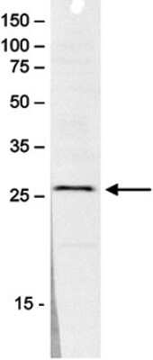 Western Blot: SAP30 Antibody [NBP2-59195]