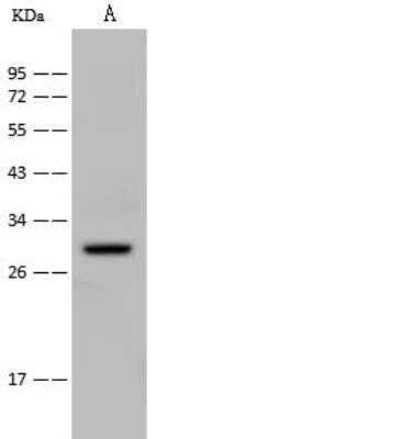 Western Blot: SAP30 Antibody [NBP2-99031]