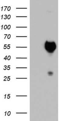 Western Blot: SAP30BP Antibody (OTI4H1)Azide and BSA Free [NBP2-73987]