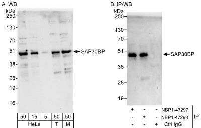 Western Blot: SAP30BP Antibody [NBP1-47298]