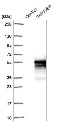 Western Blot: SAP30BP Antibody [NBP2-38685]