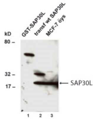 Western Blot: SAP30L AntibodyBSA Free [NB100-491]