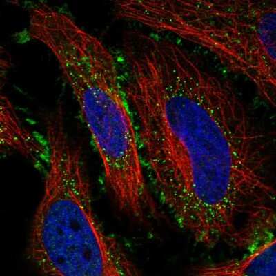 Immunocytochemistry/ Immunofluorescence: SAPCD1 Antibody [NBP2-57644]