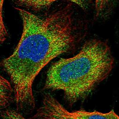 Immunocytochemistry/ Immunofluorescence: SAPCD2 Antibody [NBP1-91740]