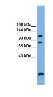 Western Blot: SAPS1 Antibody [NBP1-57815]