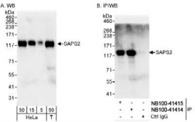 Western Blot: SAPS2 Antibody [NB100-41415]