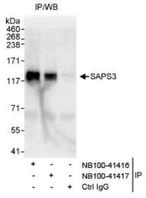 Immunoprecipitation: SAPS3 Antibody [NB100-41416]