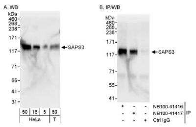 Western Blot: SAPS3 Antibody [NB100-41417]