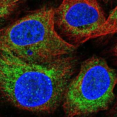 Immunocytochemistry/ Immunofluorescence: SARDH Antibody [NBP2-31705]