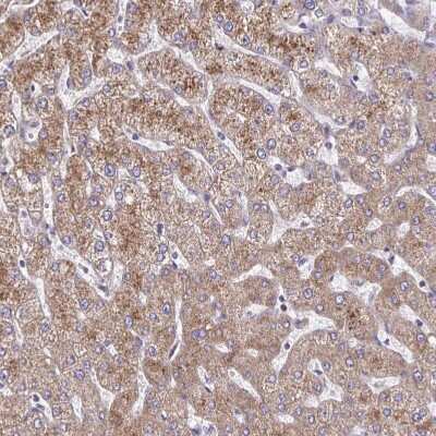 Immunohistochemistry-Paraffin: SARDH Antibody [NBP2-31668]