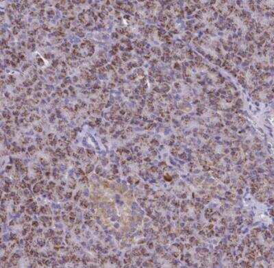 Immunohistochemistry-Paraffin: SARDH Antibody [NBP2-31668]