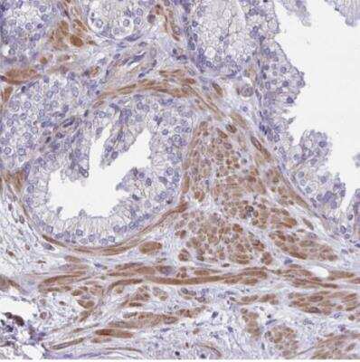 Immunohistochemistry-Paraffin: SARDH Antibody [NBP2-31668]
